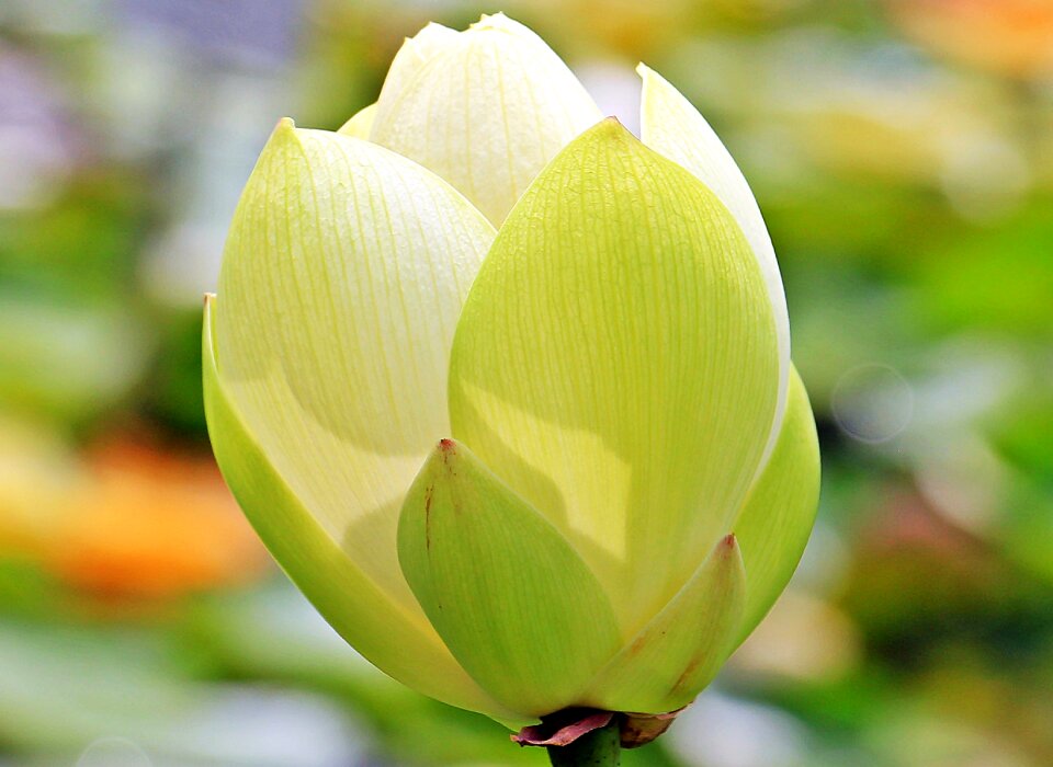 Nelumbo water lily nuphar lutea