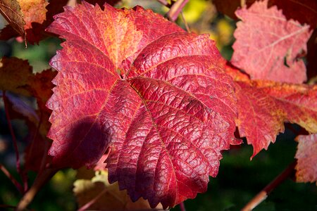 Autumn colours fall color autumn mood photo