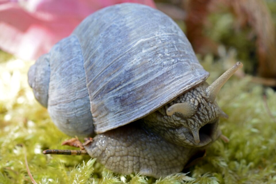 Mollusk tired hungry