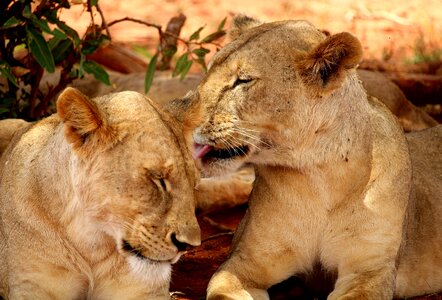 Lion africa safari photo