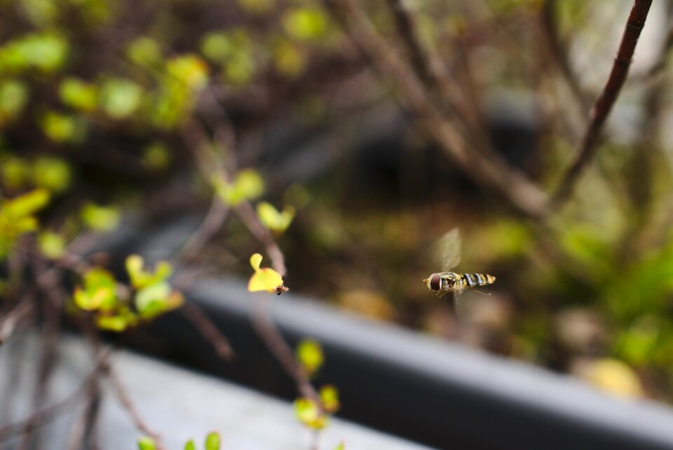 Flying nature summer