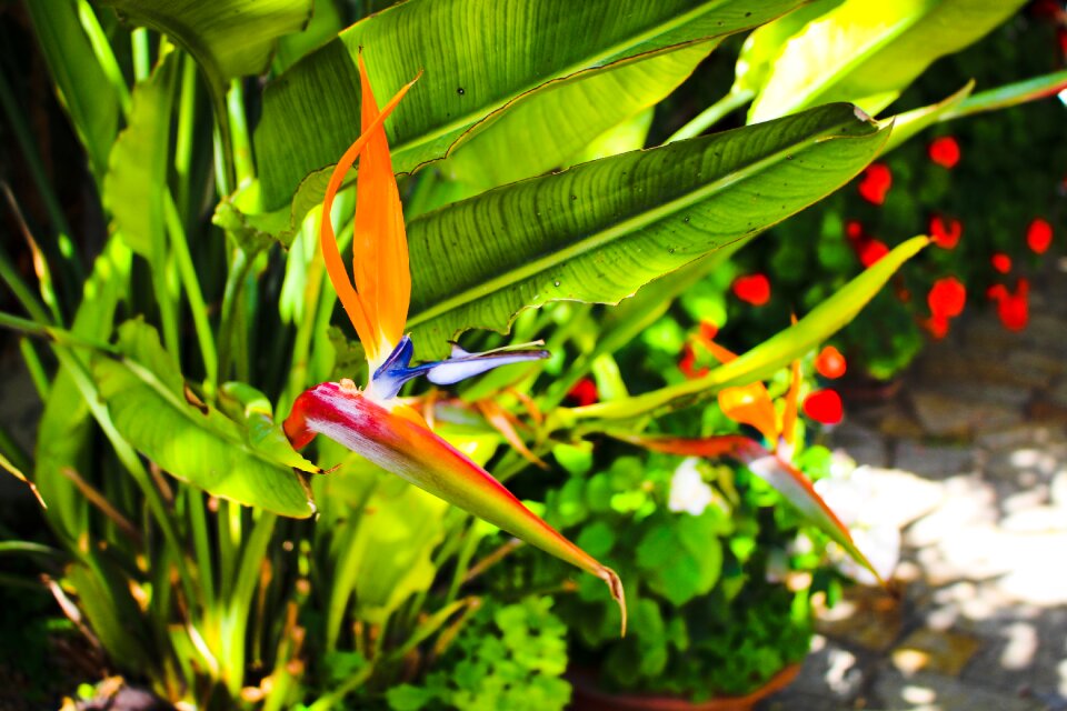Blossom bloom exotic