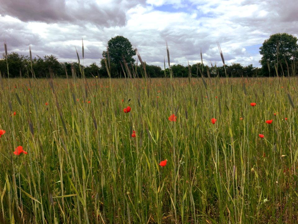 Akkerflora in Cortenoever