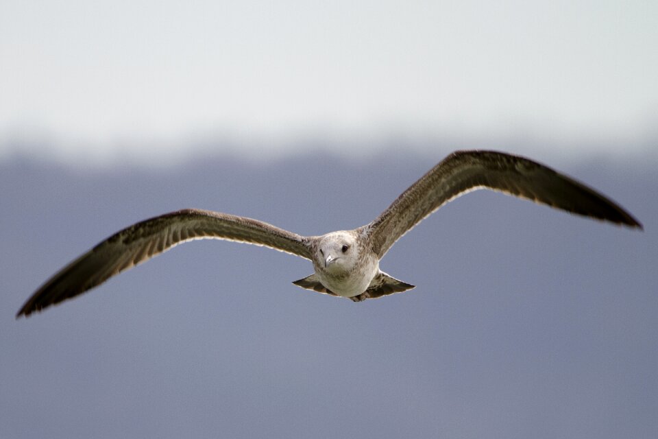 Seagull flight bird