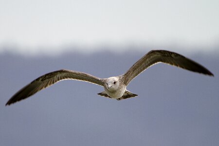 Seagull flight bird photo