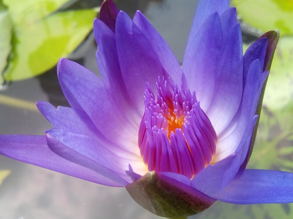 Lotus leaf water lotus basin