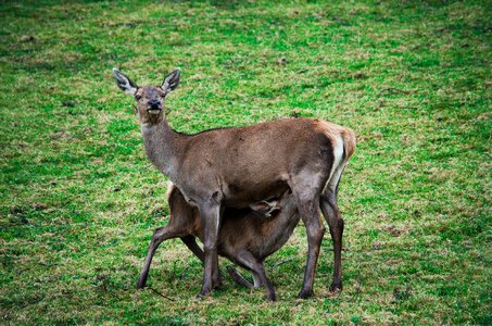 Wildlife park deer park wild animal