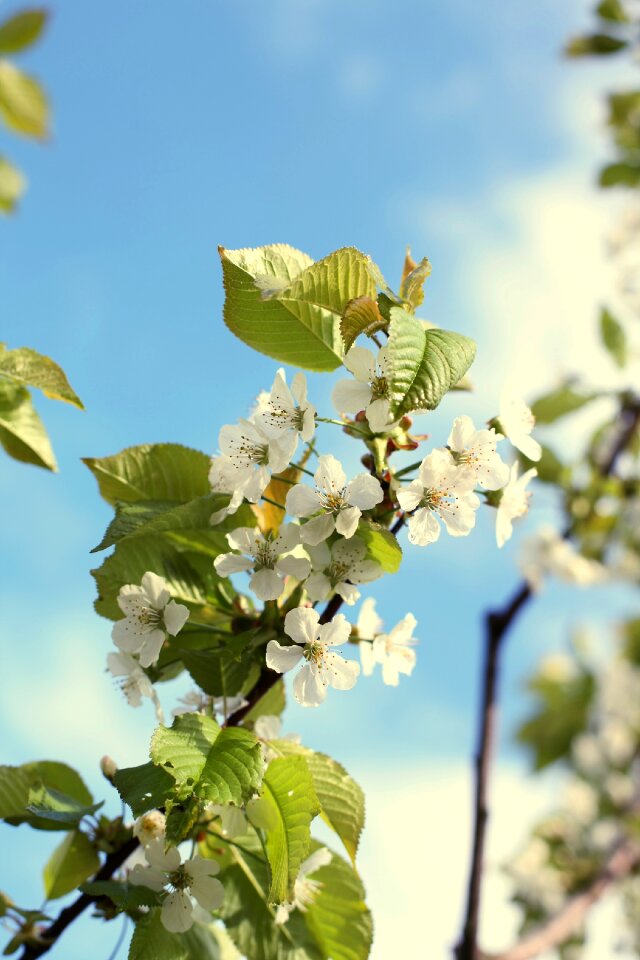 Bloom bloom branch