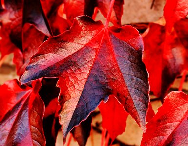 Vine leaves nature hedera helix photo