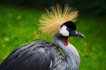 Bird crane crowned photo