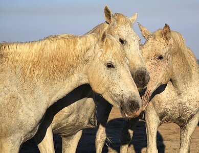 Equine animal mane