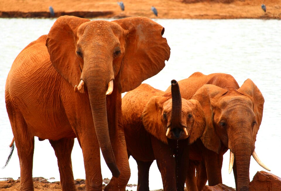 Elephant safari africa
