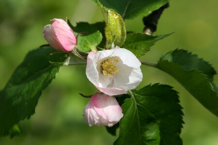 Mood nature blossom