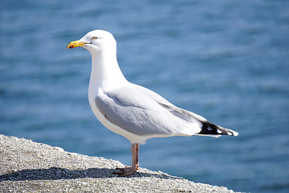 Animal sea nature