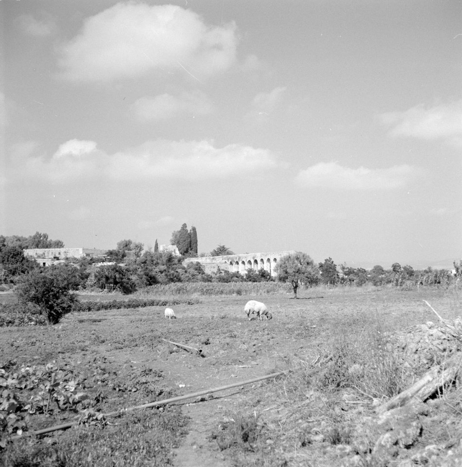 Akker met grazende schapen met op de achtergrond de restanten van een Turks aqua, Bestanddeelnr 255-3196