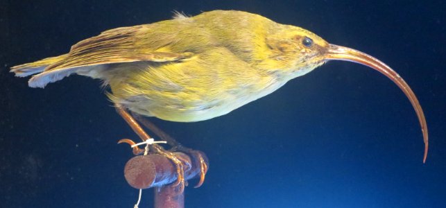 Akialoa stejnegeri, Bishop Museum, Honolulu
