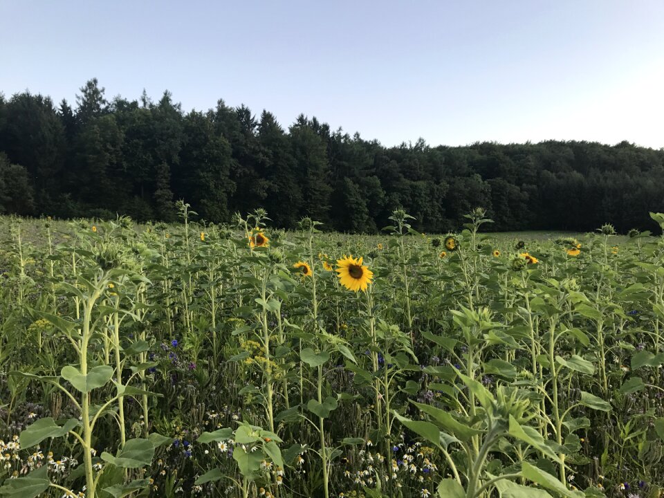Yellow bloom field