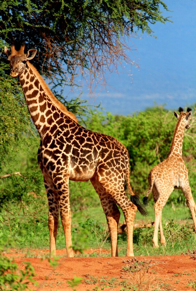 Giraffe africa safari