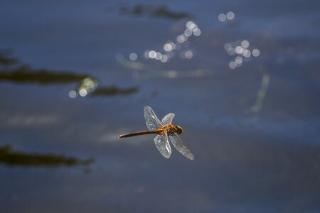 Dragonfly insect flight photo