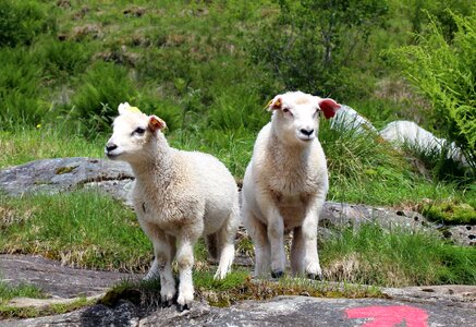 Gang meadow animals