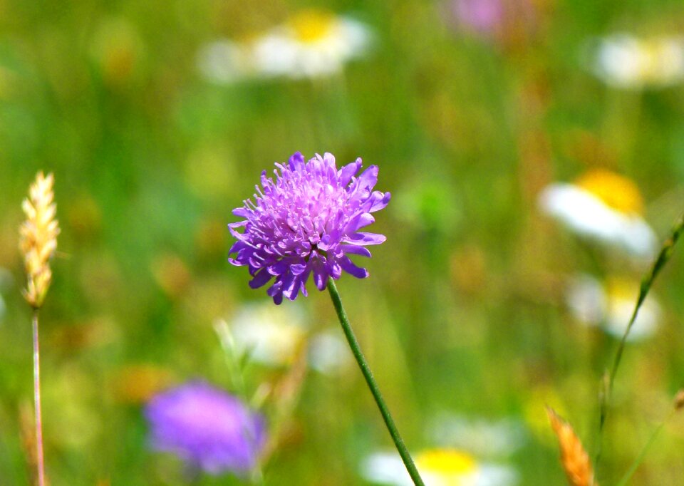Flowers spring atmosphere