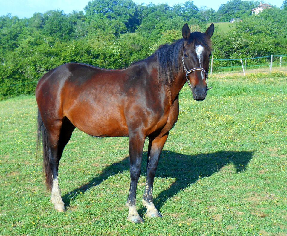 Horse breeding broodmare halter