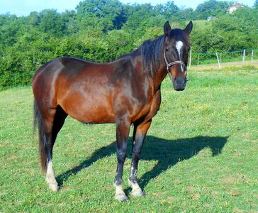 Horse breeding broodmare halter