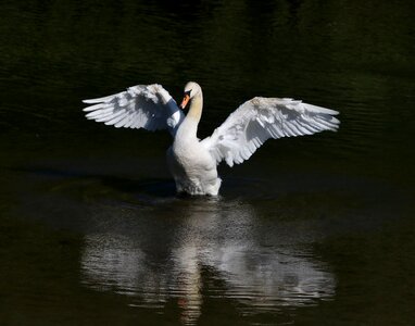 Fowl white mute swan photo