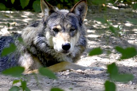 Predator pack canine photo