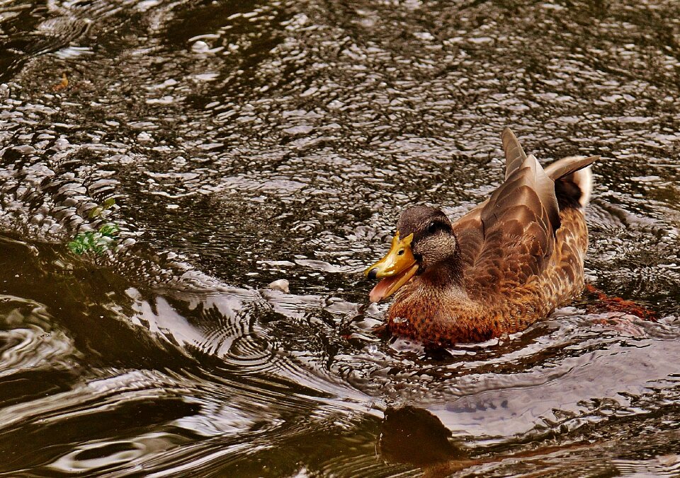 Plumage water feather