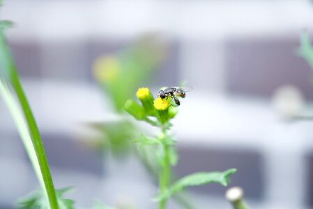 Honeybee bug wild photo