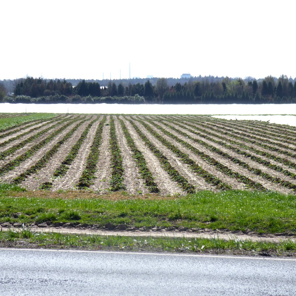 Albedo-Mix in flacher Ackerlandschaft