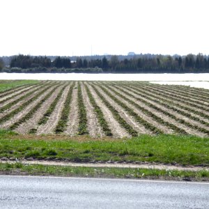 Albedo-Mix in flacher Ackerlandschaft
