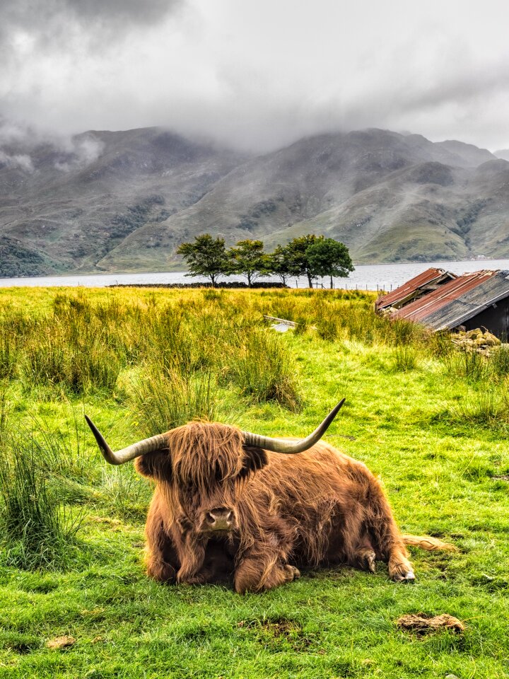 Cattle livestock field