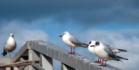 Seabirds bird seabird