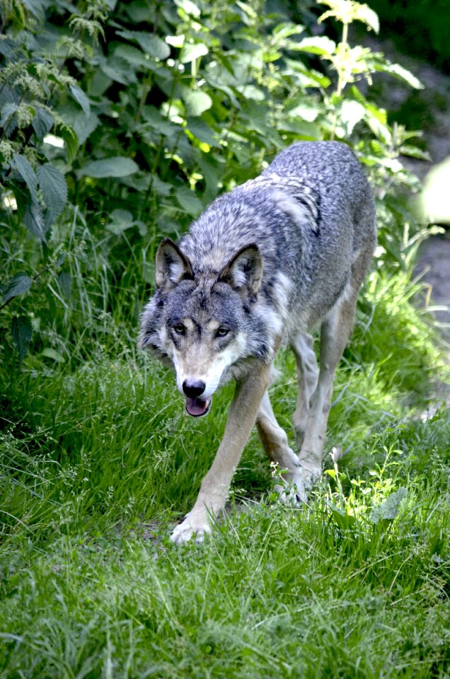 Wild animal pack animal canis lupus