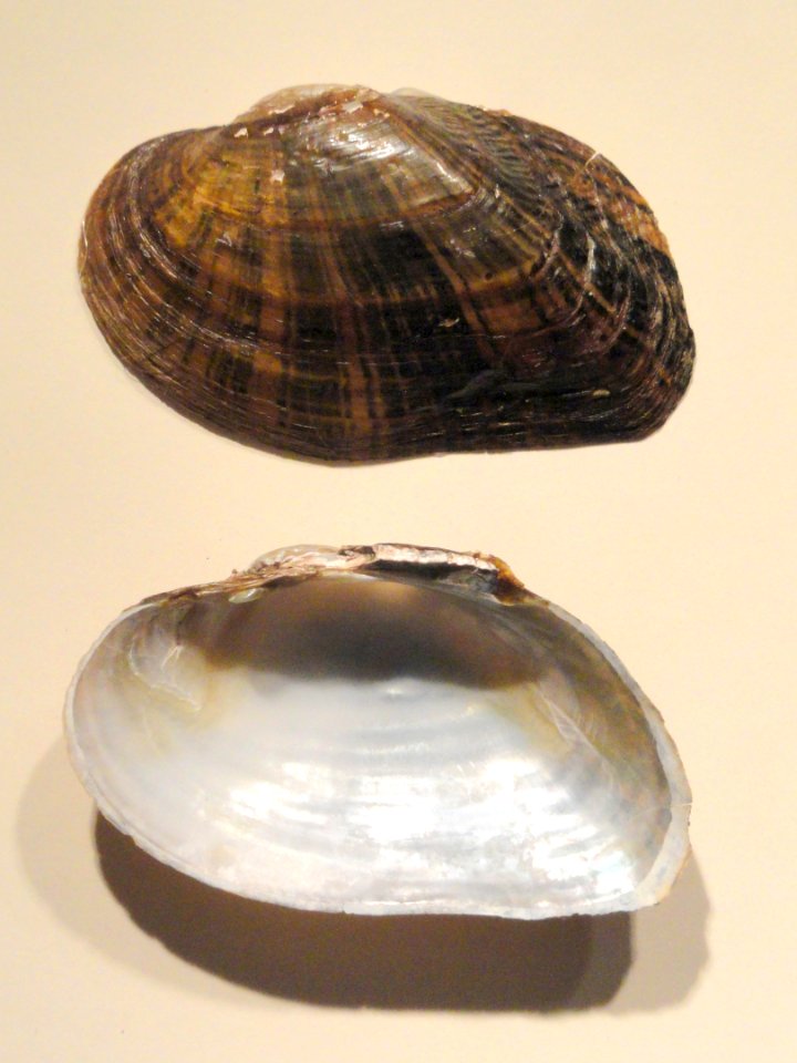 Alasmidonta varicosa - Springfield Science Museum - Springfield, MA - DSC03461