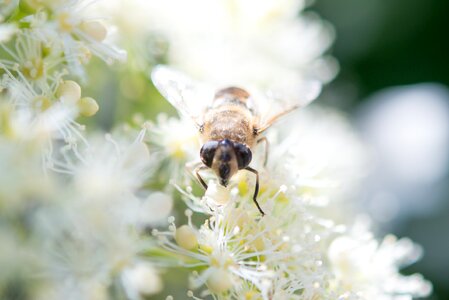 Animal honey honeybee photo