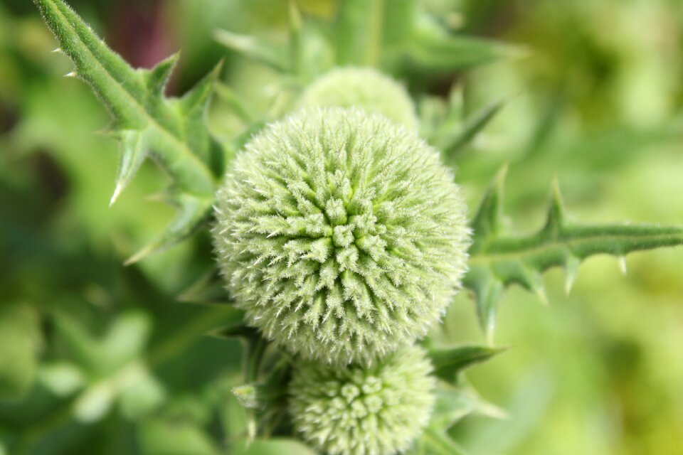 Garden summer nature