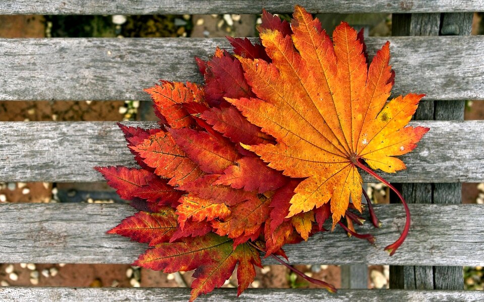 Color autumn leaves yellow
