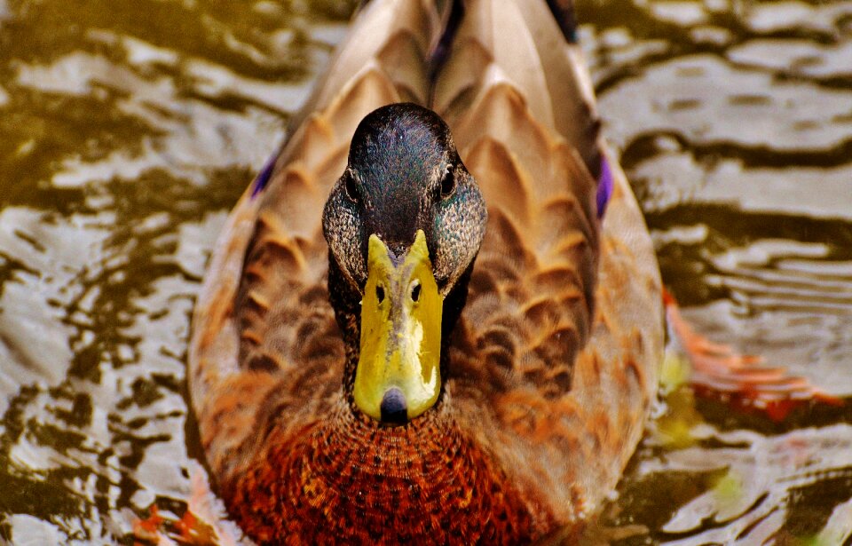 Plumage water feather