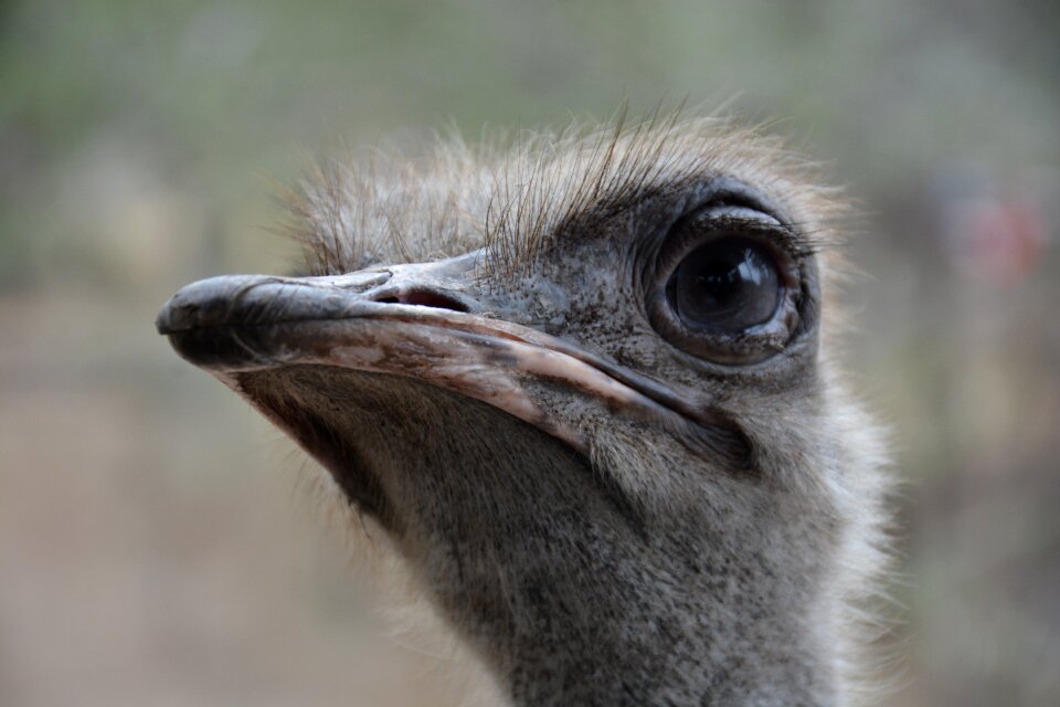 Ostrich head close up