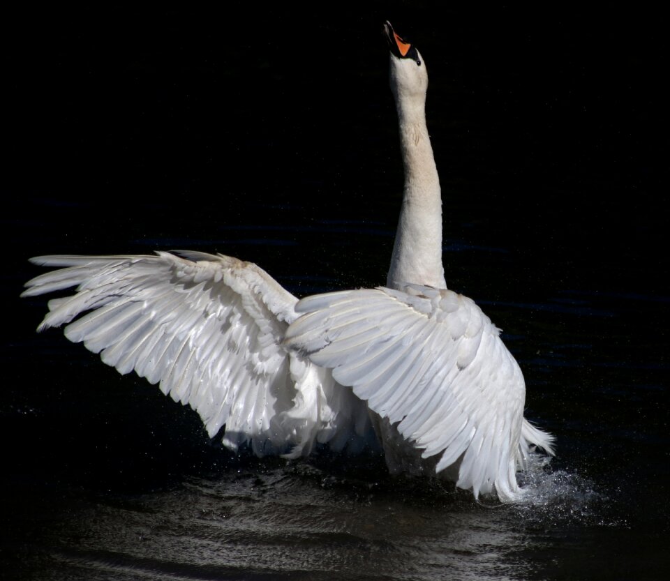 Mute swan stretch wings