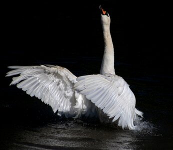 Mute swan stretch wings