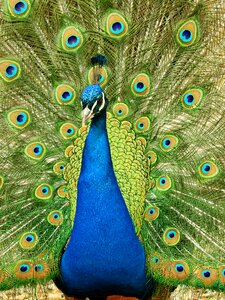 Feather blue plumage
