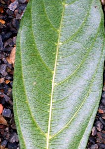 Alangium villosum subsp polyosmoides leaf