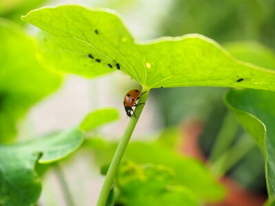 Eat hunting coccinellidae
