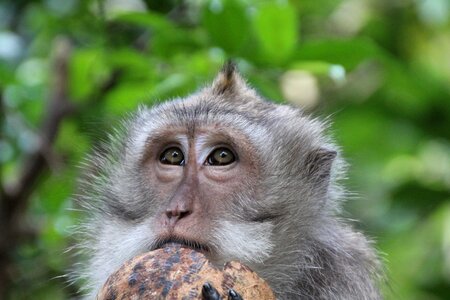 Monkey coconut eyes