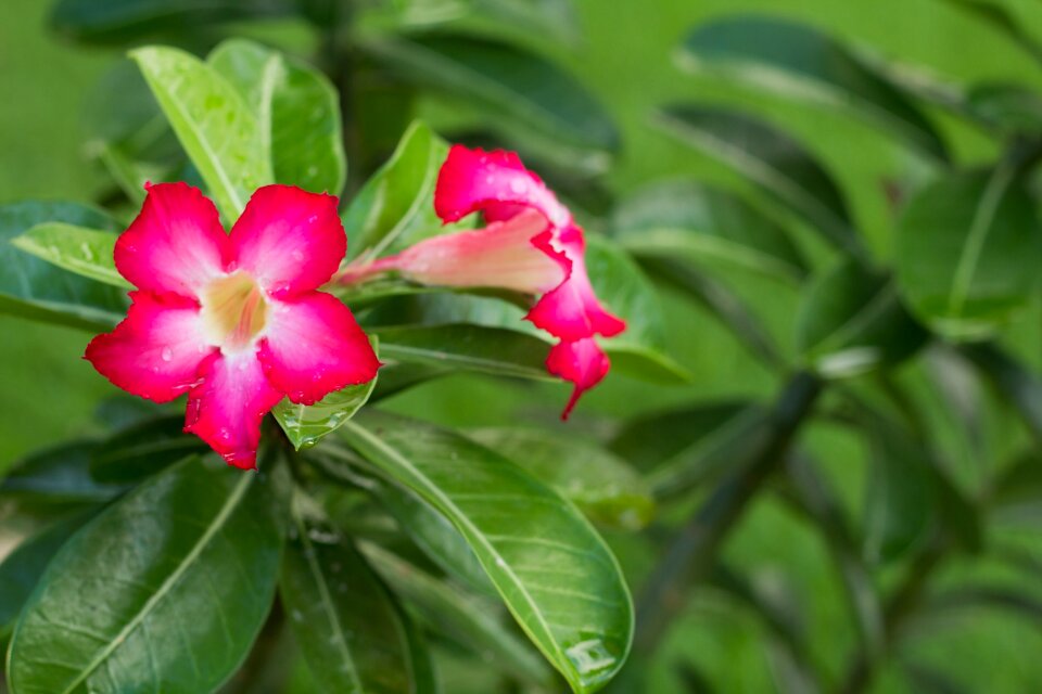 Nature petal pink flowers