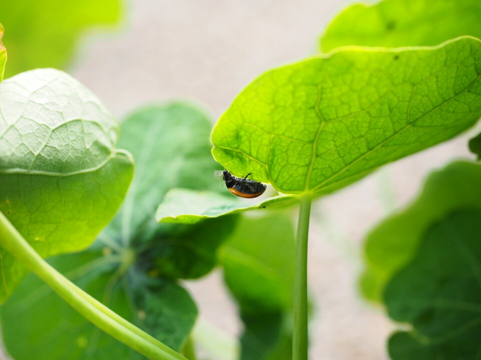 Hunting coccinellidae beetle